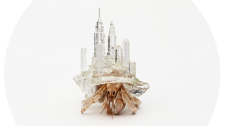 These hermit crabs carry 3D-printed cityscapes on their backs